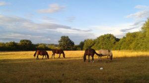Pension au près - paddock paradise - Ecuries des 3 Sources