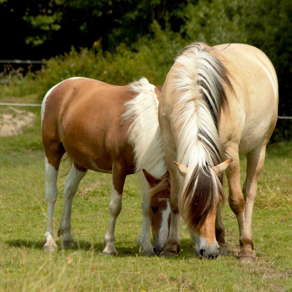 paddock paradise - Ecuries 3 Sources