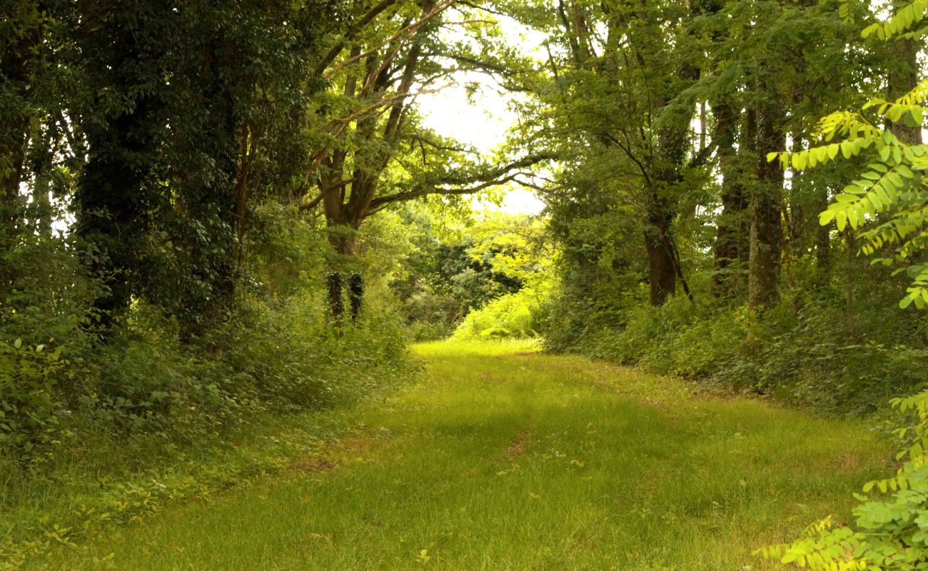 Allée forêt 3 Sources
