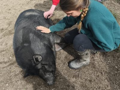 Cochons