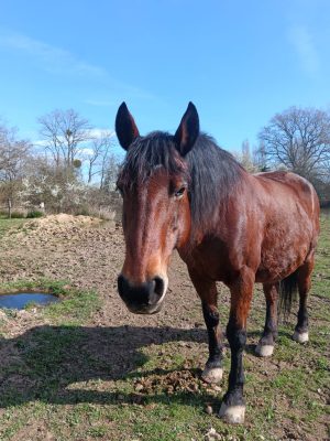 Ginette