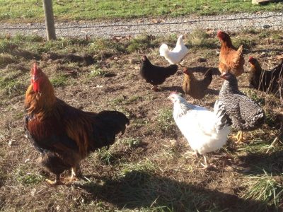 Poules et coq