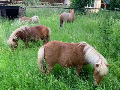 Poneys
