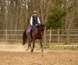 Carrière de dressage 20x60
