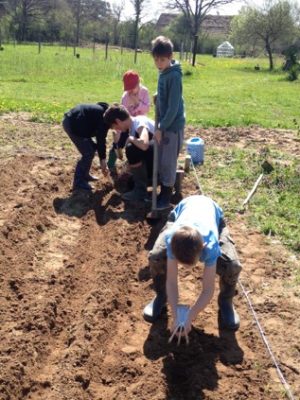 Découverte et participation au potager